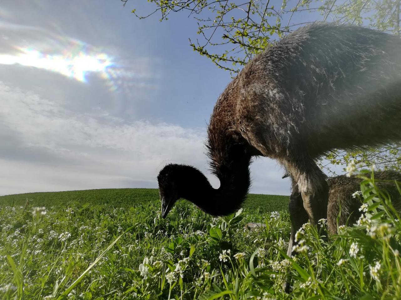 Agriturismo Il Riccio مونتيكيو المظهر الخارجي الصورة