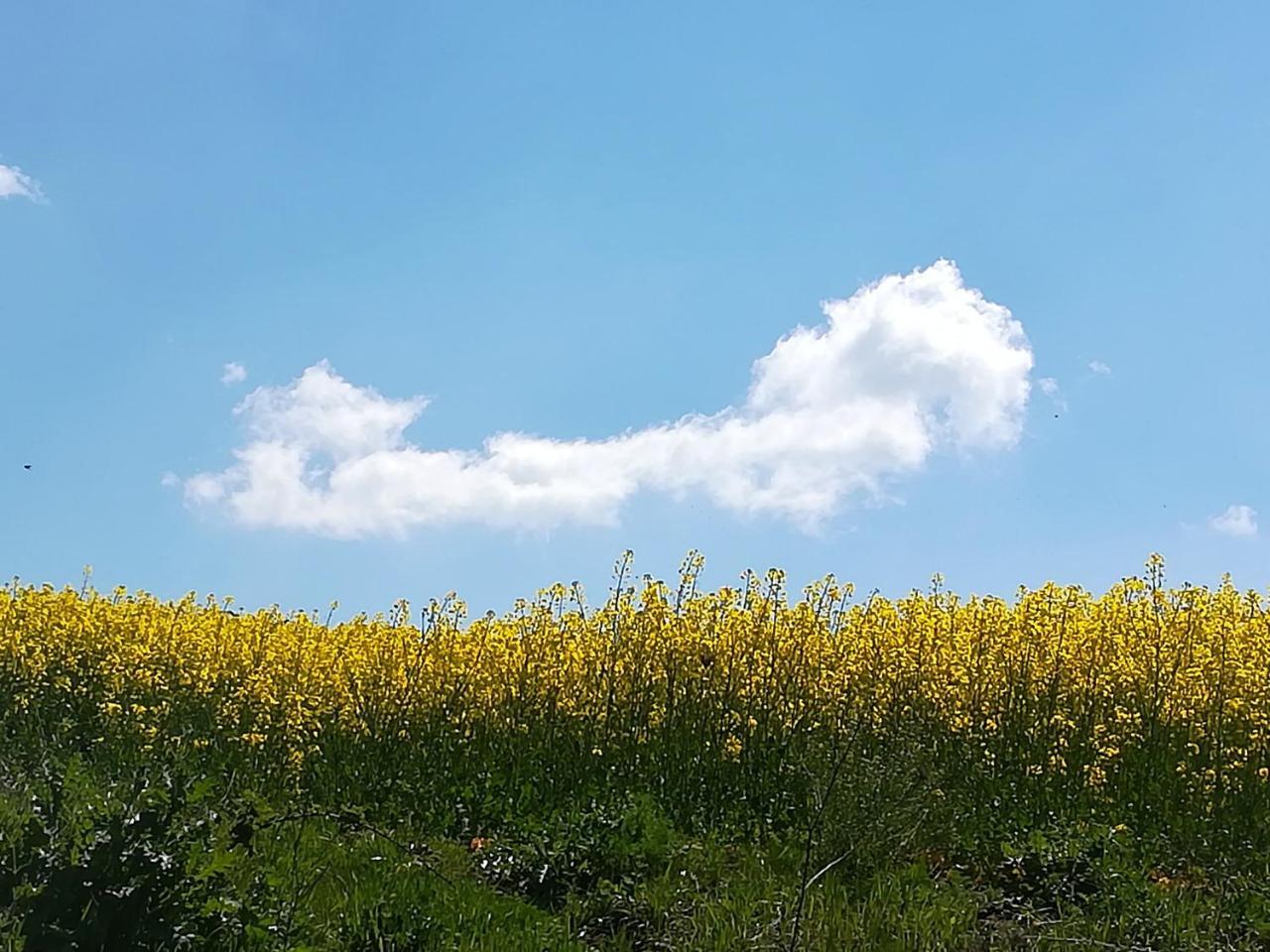 Agriturismo Il Riccio مونتيكيو المظهر الخارجي الصورة